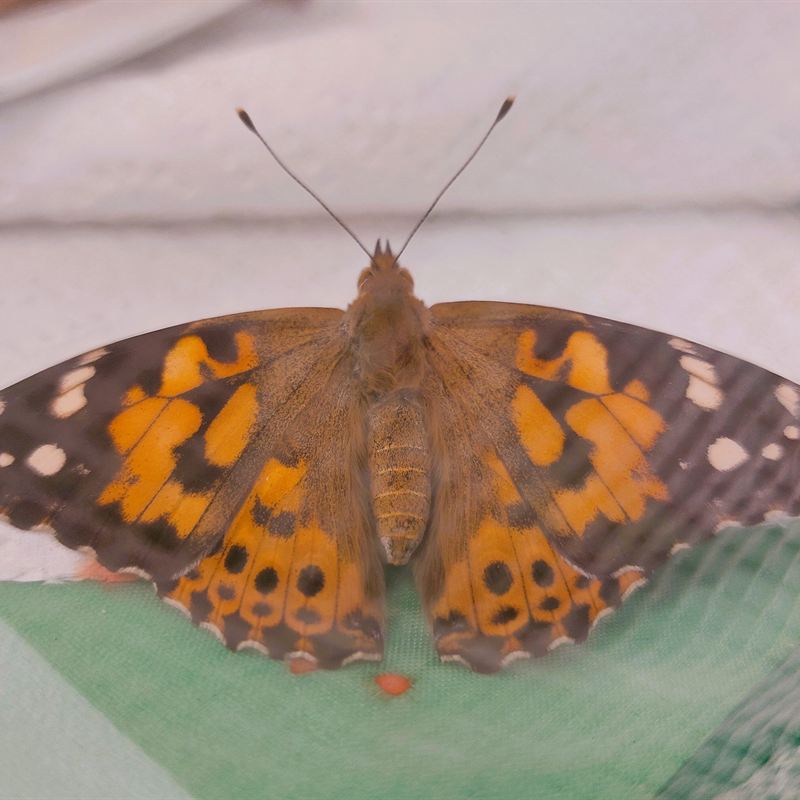 Schmetterling aus unserer Schmetterlingszucht